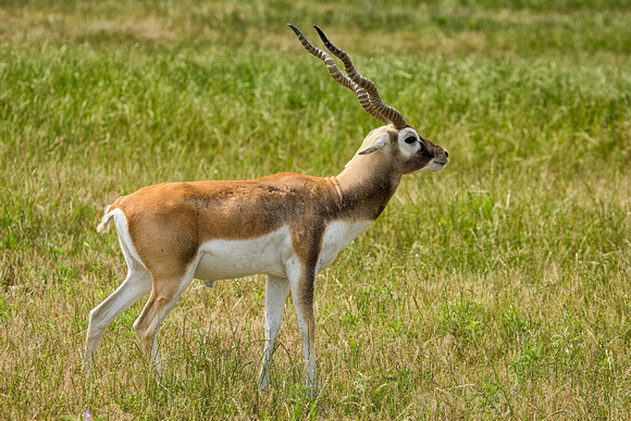 BLACKBUCK Antelope